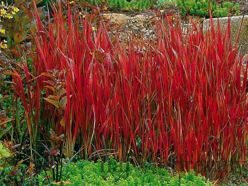 Lalang valcovitý (Imperata cylindrica) - trvalka
