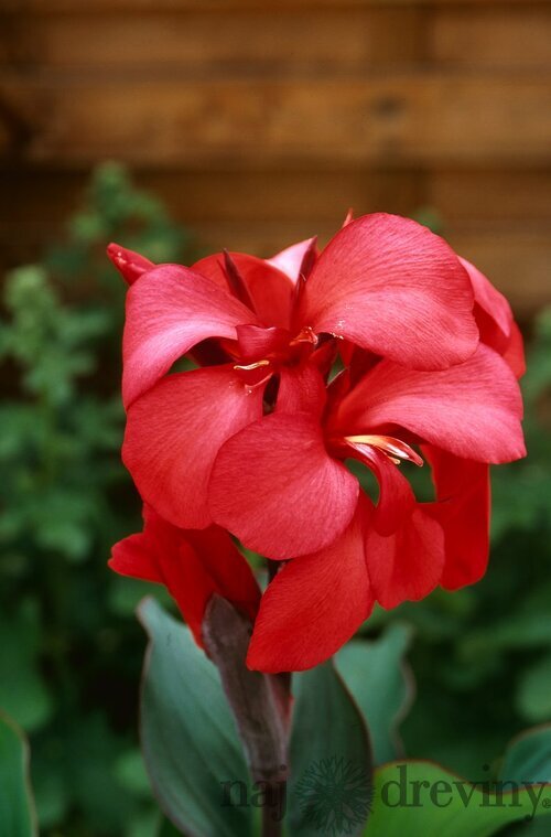 Ľalia-Canna “Rose” v črepníku Lalia-Canna “Rose”