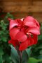 Ľalia-Canna “Rose” v črepníku Lalia-Canna “Rose”