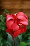 Ľalia-Canna “Rose” v črepníku Lalia-Canna “Rose”
