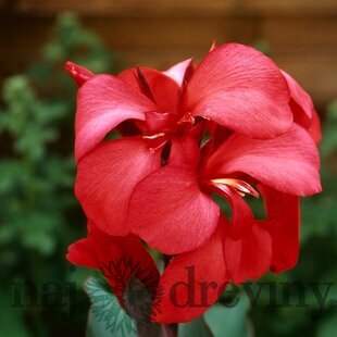 Ľalia-Canna “Rose” v črepníku Lalia-Canna “Rose”