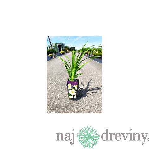 Ľaliovka Arctic Snow 30/40 cm, v črepníku 3l Hemerocallis ‘Arctic Snow‘