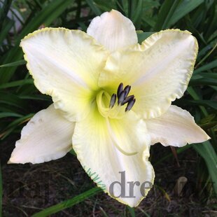 Ľaliovka Arctic Snow 30/40 cm, v črepníku 3l Hemerocallis ‘Arctic Snow‘