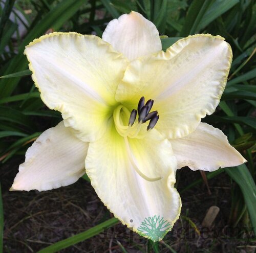Ľaliovka Arctic Snow 30/40 cm, v črepníku 3l Hemerocallis ‘Arctic Snow‘