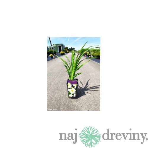 Ľaliovka Arctic Snow 30/40 cm, v črepníku 3l Hemerocallis ‘Arctic Snow‘