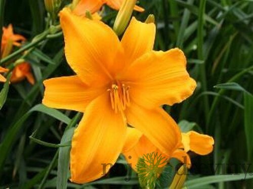 Ľaliovka Aten 30/40 cm, v črepníku 3l Hemerocallis ‘Aten‘
