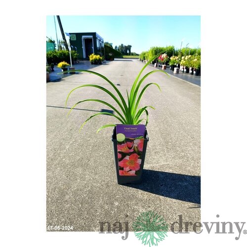 Ľaliovka Aten, výška 30/40 cm, v črepníku 3l Hemerocallis Aten
