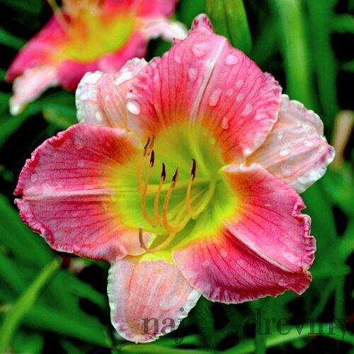Ľaliovka Aten, výška 30/40 cm, v črepníku 3l Hemerocallis Aten