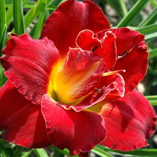 Ľaliovka ‘Berrylicious‘, v črepníku 3l Hemerocallis ‘Berrylicious‘