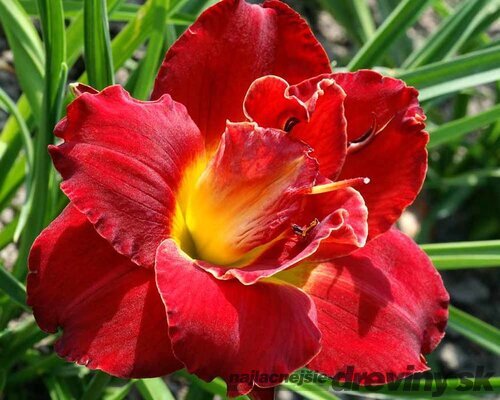 Ľaliovka ‘Berrylicious‘, v črepníku 3l Hemerocallis ‘Berrylicious‘