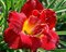 Ľaliovka ‘Berrylicious‘, v črepníku 3l Hemerocallis ‘Berrylicious‘