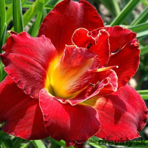 Ľaliovka ‘Berrylicious‘, v črepníku 3l Hemerocallis ‘Berrylicious‘