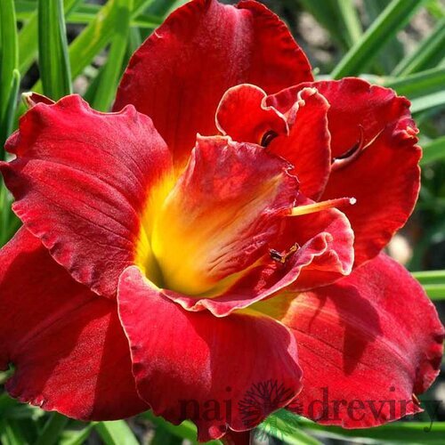 Ľaliovka ‘Berrylicious‘, v črepníku 3l Hemerocallis ‘Berrylicious‘
