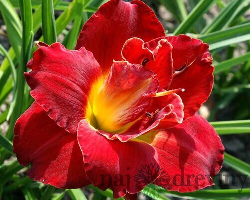 Ľaliovka ‘Berrylicious‘, v črepníku 3l Hemerocallis ‘Berrylicious‘