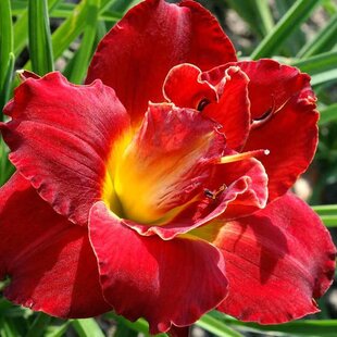 Ľaliovka ‘Berrylicious‘, v črepníku 3l Hemerocallis ‘Berrylicious‘