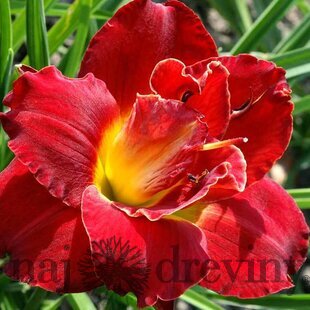 Ľaliovka ‘Berrylicious‘, v črepníku 3l Hemerocallis ‘Berrylicious‘