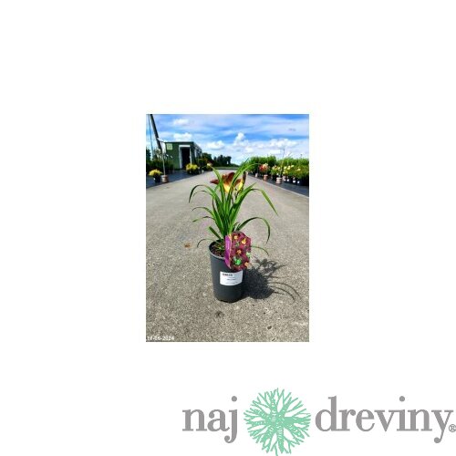 Ľaliovka Black Prince 30/40 cm, v črepníku 2l Hemerocallis ‘Black Prince‘