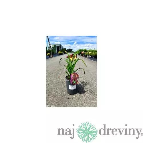 Ľaliovka Black Prince 30/40 cm, v črepníku 2l Hemerocallis ‘Black Prince‘