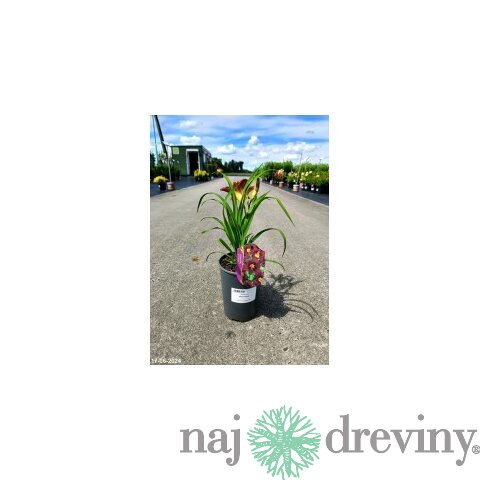 Ľaliovka Black Prince 30/40 cm, v črepníku 2l Hemerocallis ‘Black Prince‘