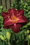 Ľaliovka Burgundy Love, v črepníku 3l Hemerocallis Burgundy Love