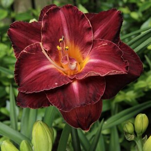 Ľaliovka Burgundy Love, v črepníku 3l Hemerocallis Burgundy Love