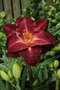 Ľaliovka Burgundy Love, v črepníku 3l Hemerocallis Burgundy Love