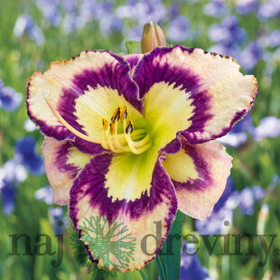 Ľaliovka ‘Calico Jack, v črepníku 3l Hemerocallis Calico Jack