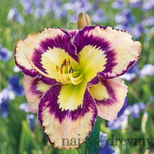 Ľaliovka ‘Calico Jack, v črepníku 3l Hemerocallis Calico Jack