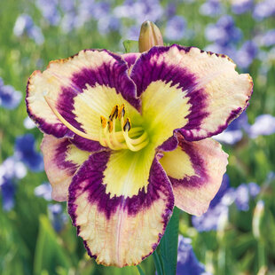 Ľaliovka ‘Calico Jack, v črepníku 3l Hemerocallis Calico Jack