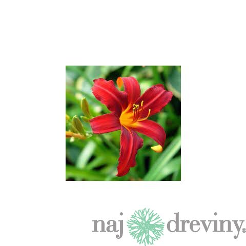 Ľaliovka Crimson Pirate 30/40 cm, v črepníku 2l Hemerocallis ‘Crimson Pirate‘