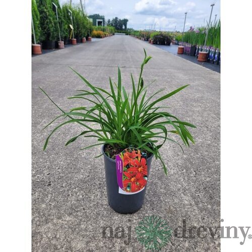 Ľaliovka Crimson Pirate 30/40 cm, v črepníku 2l Hemerocallis ‘Crimson Pirate‘
