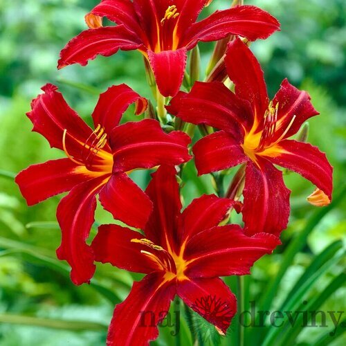 Ľaliovka Crimson Pirate 30/40 cm, v črepníku 2l Hemerocallis ‘Crimson Pirate‘