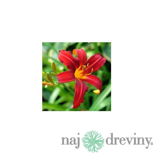 Ľaliovka Crimson Pirate 30/40 cm, v črepníku 2l Hemerocallis ‘Crimson Pirate‘