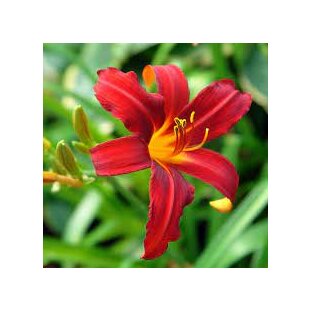 Ľaliovka Crimson Pirate 30/40 cm, v črepníku 2l Hemerocallis ‘Crimson Pirate‘