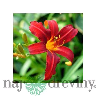 Ľaliovka Crimson Pirate 30/40 cm, v črepníku 2l Hemerocallis ‘Crimson Pirate‘