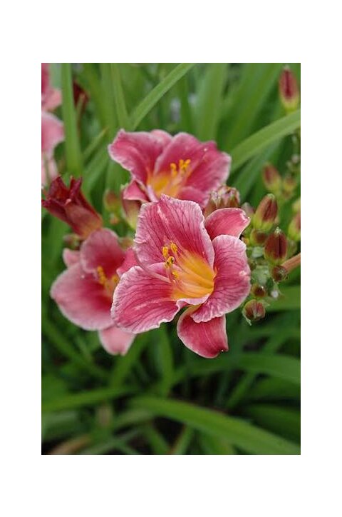 Ľaliovka Cute as can be, výška 30/50cm, v črepníku Hemerocallis Cute as can be