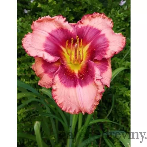 Ľaliovka Dan Mahony, výška 30/50cn, v črepníku Hemerocallis Dan Mahony