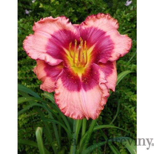 Ľaliovka Dan Mahony, výška 30/50cn, v črepníku Hemerocallis Dan Mahony