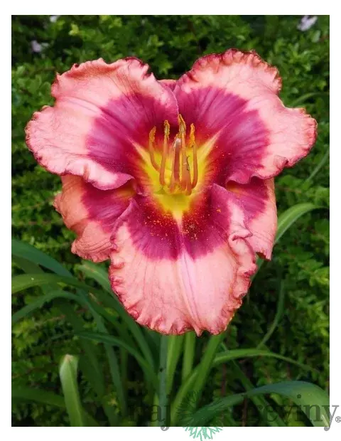 Ľaliovka Dan Mahony, výška 30/50cn, v črepníku Hemerocallis Dan Mahony