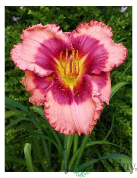 Ľaliovka Dan Mahony, výška 30/50cn, v črepníku Hemerocallis Dan Mahony