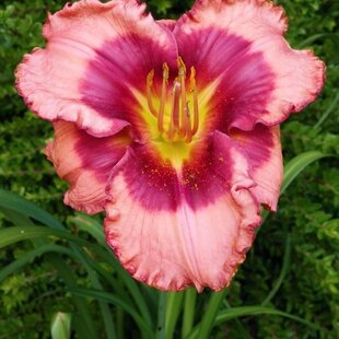 Ľaliovka Dan Mahony, výška 30/50cn, v črepníku Hemerocallis Dan Mahony