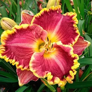 Ľaliovka Daria, výška 30/50cm, v črepníku Hemerocallis Daria