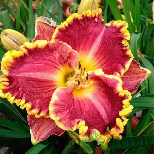 Ľaliovka Daria, výška 30/50cm, v črepníku Hemerocallis Daria