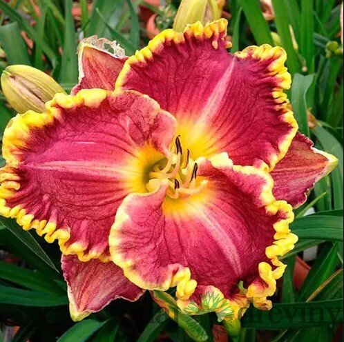 Ľaliovka Daria, výška 30/50cm, v črepníku Hemerocallis Daria