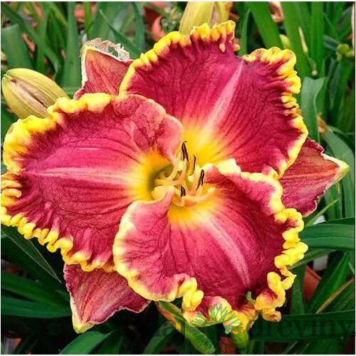Ľaliovka Daria, výška 30/50cm, v črepníku Hemerocallis Daria