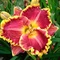 Ľaliovka Daria, výška 30/50cm, v črepníku Hemerocallis Daria