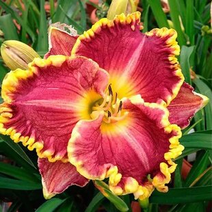 Ľaliovka Daria, výška 30/50cm, v črepníku Hemerocallis Daria