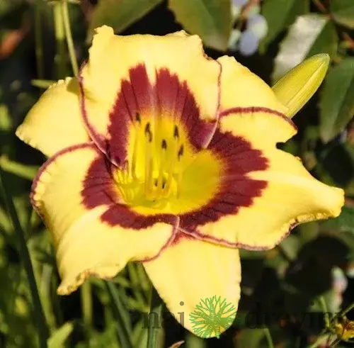 Ľaliovka El Desperado, výška 30/50cm, v črepníku Hemerocallis El Desperado