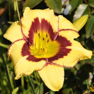 Ľaliovka El Desperado, výška 30/50cm, v črepníku Hemerocallis El Desperado