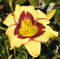Ľaliovka El Desperado, výška 30/50cm, v črepníku Hemerocallis El Desperado